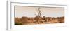 Awesome South Africa Collection Panoramic - Lonely Acacia Tree on the Savannah-Philippe Hugonnard-Framed Photographic Print