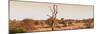 Awesome South Africa Collection Panoramic - Lonely Acacia Tree on the Savannah-Philippe Hugonnard-Mounted Photographic Print