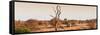 Awesome South Africa Collection Panoramic - Lonely Acacia Tree on the Savannah-Philippe Hugonnard-Framed Stretched Canvas