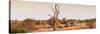 Awesome South Africa Collection Panoramic - Lonely Acacia Tree on the Savannah-Philippe Hugonnard-Stretched Canvas