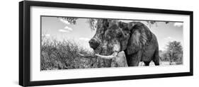 Awesome South Africa Collection Panoramic - Male African Elephant B&W-Philippe Hugonnard-Framed Premium Photographic Print