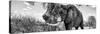 Awesome South Africa Collection Panoramic - Male African Elephant B&W-Philippe Hugonnard-Stretched Canvas