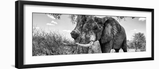 Awesome South Africa Collection Panoramic - Male African Elephant B&W-Philippe Hugonnard-Framed Photographic Print