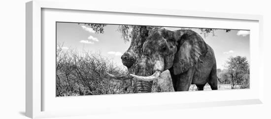 Awesome South Africa Collection Panoramic - Male African Elephant B&W-Philippe Hugonnard-Framed Photographic Print