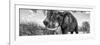 Awesome South Africa Collection Panoramic - Male African Elephant B&W-Philippe Hugonnard-Framed Photographic Print
