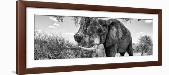 Awesome South Africa Collection Panoramic - Male African Elephant B&W-Philippe Hugonnard-Framed Photographic Print