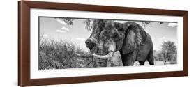 Awesome South Africa Collection Panoramic - Male African Elephant B&W-Philippe Hugonnard-Framed Photographic Print