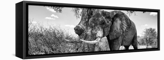 Awesome South Africa Collection Panoramic - Male African Elephant B&W-Philippe Hugonnard-Framed Stretched Canvas