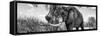 Awesome South Africa Collection Panoramic - Male African Elephant B&W-Philippe Hugonnard-Framed Stretched Canvas