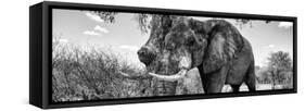 Awesome South Africa Collection Panoramic - Male African Elephant B&W-Philippe Hugonnard-Framed Stretched Canvas