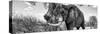 Awesome South Africa Collection Panoramic - Male African Elephant B&W-Philippe Hugonnard-Stretched Canvas