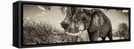 Awesome South Africa Collection Panoramic - Male African Elephant II-Philippe Hugonnard-Framed Stretched Canvas