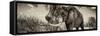 Awesome South Africa Collection Panoramic - Male African Elephant II-Philippe Hugonnard-Framed Stretched Canvas