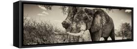 Awesome South Africa Collection Panoramic - Male African Elephant II-Philippe Hugonnard-Framed Stretched Canvas
