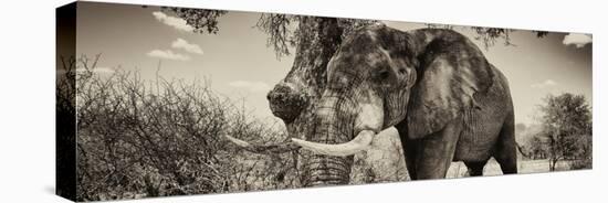 Awesome South Africa Collection Panoramic - Male African Elephant II-Philippe Hugonnard-Stretched Canvas