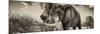 Awesome South Africa Collection Panoramic - Male African Elephant II-Philippe Hugonnard-Mounted Photographic Print