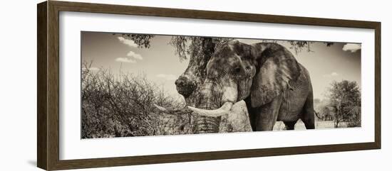 Awesome South Africa Collection Panoramic - Male African Elephant II-Philippe Hugonnard-Framed Photographic Print