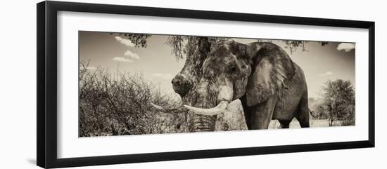 Awesome South Africa Collection Panoramic - Male African Elephant II-Philippe Hugonnard-Framed Photographic Print