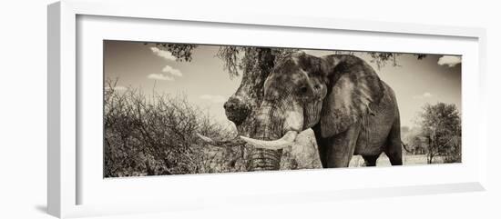 Awesome South Africa Collection Panoramic - Male African Elephant II-Philippe Hugonnard-Framed Photographic Print