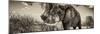 Awesome South Africa Collection Panoramic - Male African Elephant II-Philippe Hugonnard-Mounted Photographic Print