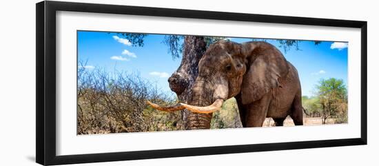 Awesome South Africa Collection Panoramic - Male African Elephant-Philippe Hugonnard-Framed Premium Photographic Print