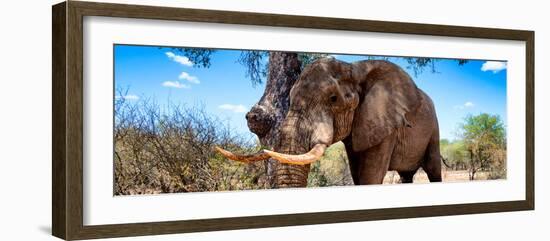 Awesome South Africa Collection Panoramic - Male African Elephant-Philippe Hugonnard-Framed Photographic Print