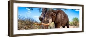 Awesome South Africa Collection Panoramic - Male African Elephant-Philippe Hugonnard-Framed Photographic Print