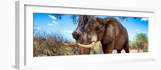 Awesome South Africa Collection Panoramic - Male African Elephant-Philippe Hugonnard-Framed Photographic Print