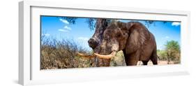 Awesome South Africa Collection Panoramic - Male African Elephant-Philippe Hugonnard-Framed Photographic Print