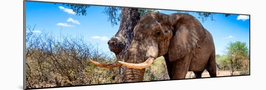 Awesome South Africa Collection Panoramic - Male African Elephant-Philippe Hugonnard-Mounted Photographic Print