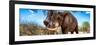 Awesome South Africa Collection Panoramic - Male African Elephant-Philippe Hugonnard-Framed Photographic Print