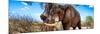 Awesome South Africa Collection Panoramic - Male African Elephant-Philippe Hugonnard-Mounted Photographic Print