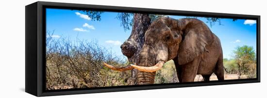 Awesome South Africa Collection Panoramic - Male African Elephant-Philippe Hugonnard-Framed Stretched Canvas