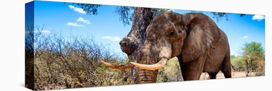 Awesome South Africa Collection Panoramic - Male African Elephant-Philippe Hugonnard-Stretched Canvas