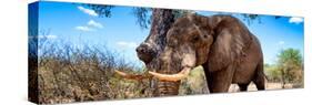 Awesome South Africa Collection Panoramic - Male African Elephant-Philippe Hugonnard-Stretched Canvas