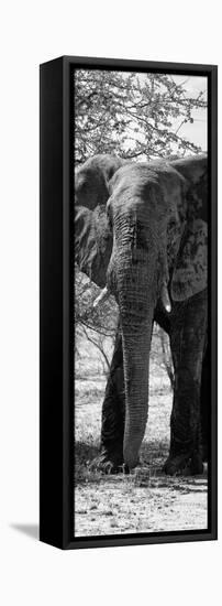 Awesome South Africa Collection Panoramic - Old African Elephant B&W-Philippe Hugonnard-Framed Stretched Canvas