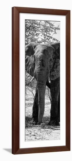 Awesome South Africa Collection Panoramic - Old African Elephant B&W-Philippe Hugonnard-Framed Photographic Print