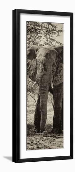 Awesome South Africa Collection Panoramic - Old African Elephant II-Philippe Hugonnard-Framed Photographic Print
