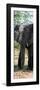 Awesome South Africa Collection Panoramic - Old African Elephant-Philippe Hugonnard-Framed Photographic Print