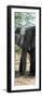 Awesome South Africa Collection Panoramic - Old African Elephant-Philippe Hugonnard-Framed Photographic Print