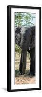 Awesome South Africa Collection Panoramic - Old African Elephant-Philippe Hugonnard-Framed Premium Photographic Print