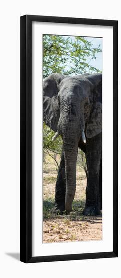 Awesome South Africa Collection Panoramic - Old African Elephant-Philippe Hugonnard-Framed Premium Photographic Print