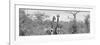 Awesome South Africa Collection Panoramic - Pair of Giraffes B&W-Philippe Hugonnard-Framed Photographic Print