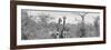 Awesome South Africa Collection Panoramic - Pair of Giraffes B&W-Philippe Hugonnard-Framed Photographic Print