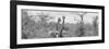 Awesome South Africa Collection Panoramic - Pair of Giraffes B&W-Philippe Hugonnard-Framed Photographic Print