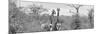 Awesome South Africa Collection Panoramic - Pair of Giraffes B&W-Philippe Hugonnard-Mounted Photographic Print