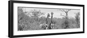 Awesome South Africa Collection Panoramic - Pair of Giraffes B&W-Philippe Hugonnard-Framed Premium Photographic Print