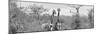 Awesome South Africa Collection Panoramic - Pair of Giraffes B&W-Philippe Hugonnard-Mounted Premium Photographic Print