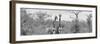 Awesome South Africa Collection Panoramic - Pair of Giraffes B&W-Philippe Hugonnard-Framed Photographic Print