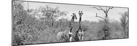 Awesome South Africa Collection Panoramic - Pair of Giraffes B&W-Philippe Hugonnard-Mounted Photographic Print